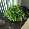 TheLiLIndianthatcould