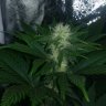 nonmeofthc