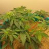 beginner grow