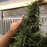 Kannabis Klown