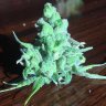 cannabidiol27