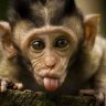 monkeyevolved