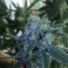 TheCookieMaster420