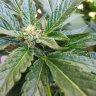 Bayfarmer510