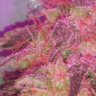 Barelylegal405