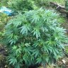 UpstateNYGrower