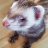 StonedFerret