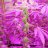 Purpleurkle79