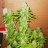 Bud Zilla