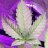 Greenguyzzz