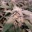 SacredSativas333