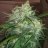 I_grow_weed