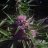420MasterGrowers