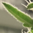 Max_Greenfinger