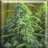 crystalkush