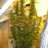 dweedman