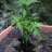 potlover6082