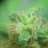 HomeGrownGood