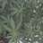 420medicineman