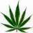 trichome3