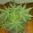 milkandcereal420