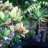 forrestweed