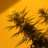 cloudyharvest