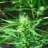 Wise420
