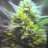 BillyBigBuds