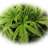 WhatsUp420