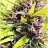 Purple Haze