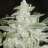 whitewidowsmoker