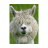 llamas