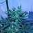 The Ganj Father