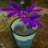 Mr.HappyPlant