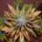 Cannabisseur420