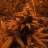 webfoot