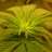 Black RooR 420