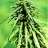 LaMafia Bak420