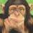 Chimpthepimp