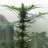 The Weedster