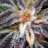 africasgreenthumb