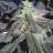 BlowinTrees505