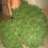 sativablends
