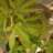 grow5804224438