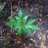 StonerSooph