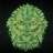 CisGreen