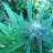 OutdoorGrowDude365