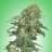 Weed Mongrel