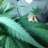 420Cannasseur